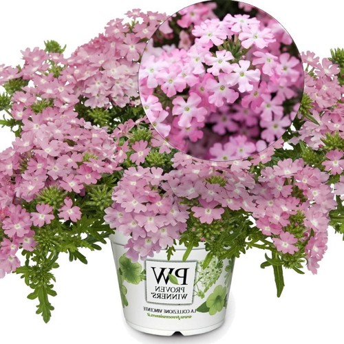 Verbena 'VEPITA Pink' - Aed-raudürt 'VEPITA Pink'